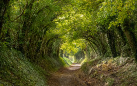 Best walks in Chichester  