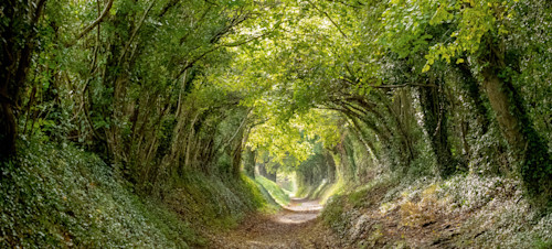 Best walks in Chichester  