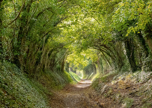 Best walks in Chichester