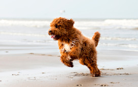 Dog friendly pubs in the UK