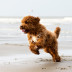 Dog running on the beach