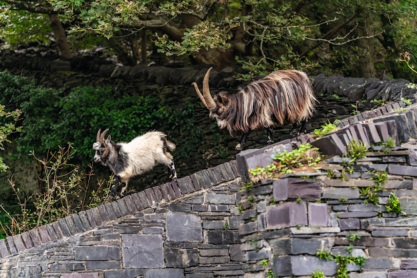 Welsh wildlife wonders