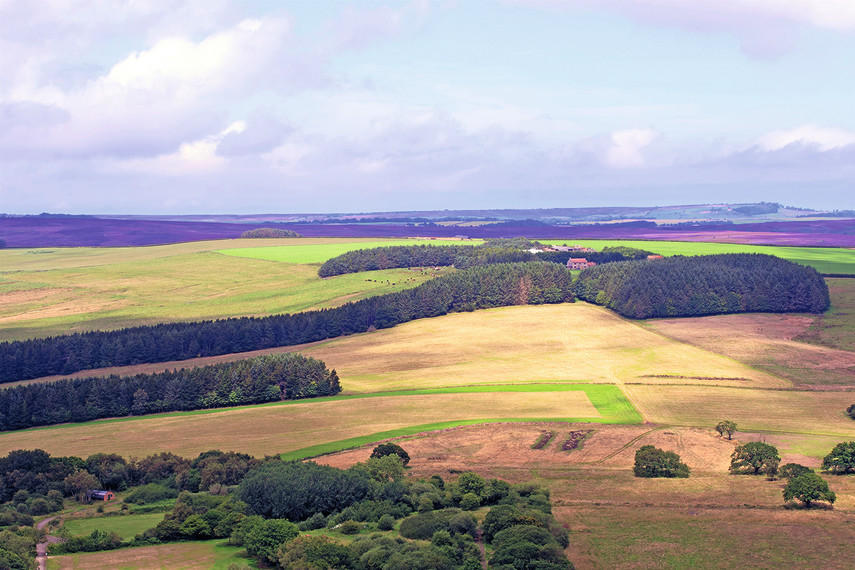 Broxa Forest  