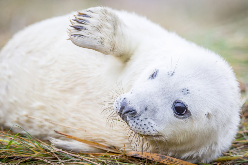 Cornish Seal Sanctuary 