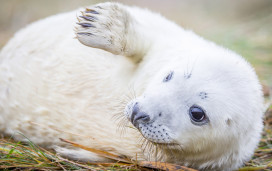 Seal Sanctuary and Wildlife Centre