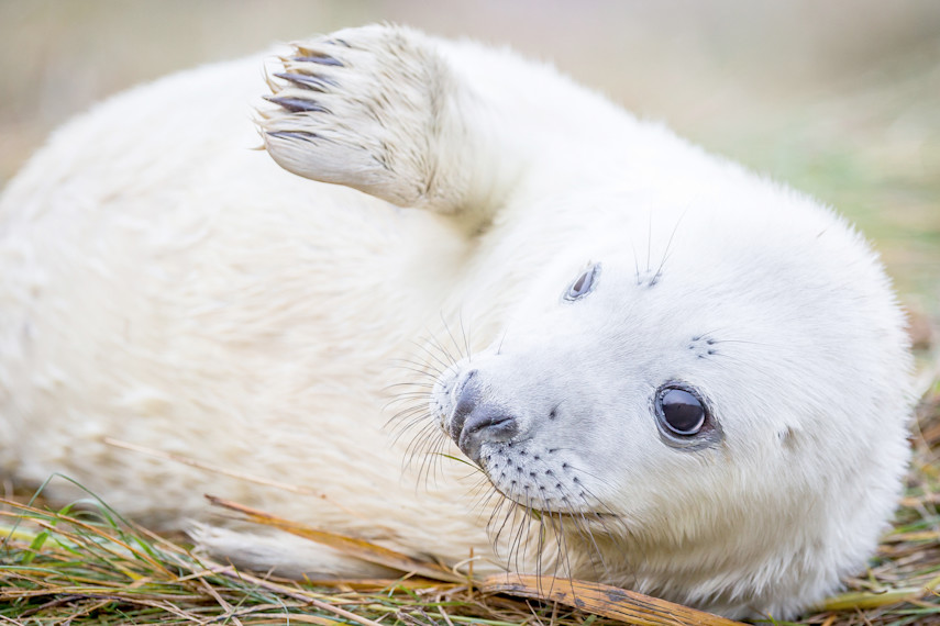 Seal Safari