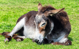 Generic donkey