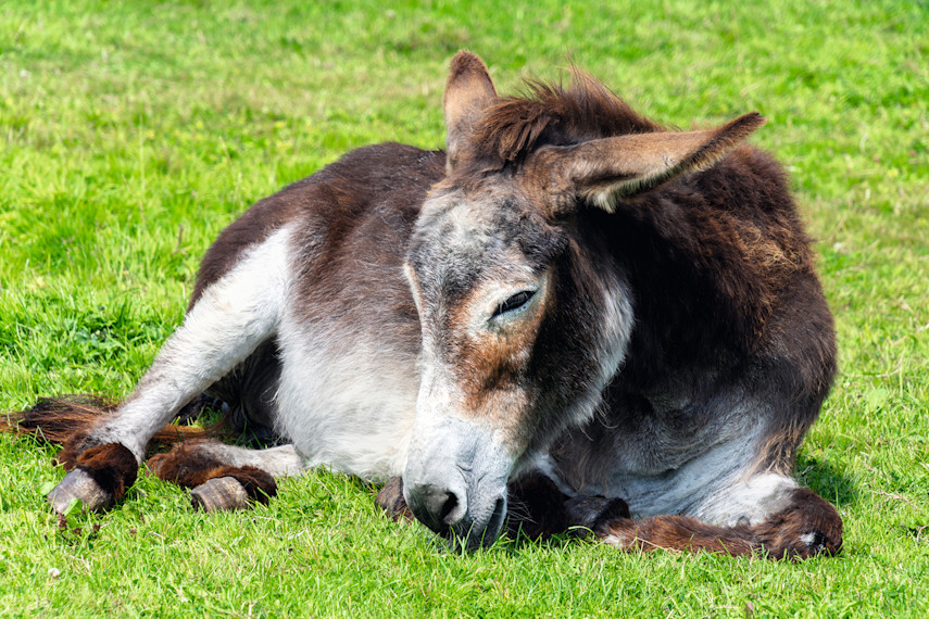 The Flicka Foundation Donkey Sanctuary