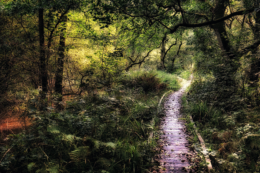 Forge Valley Woods
