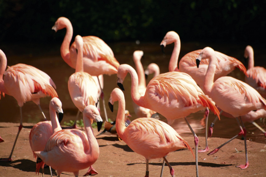 Flamingo Land Theme Park and Zoo, Malton 