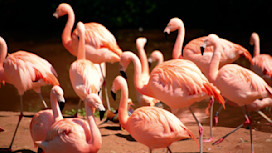 Flamingo Land