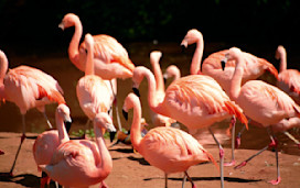 Flamingo Land