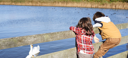 Kids admire the swans on the lagoon by Church Farm.