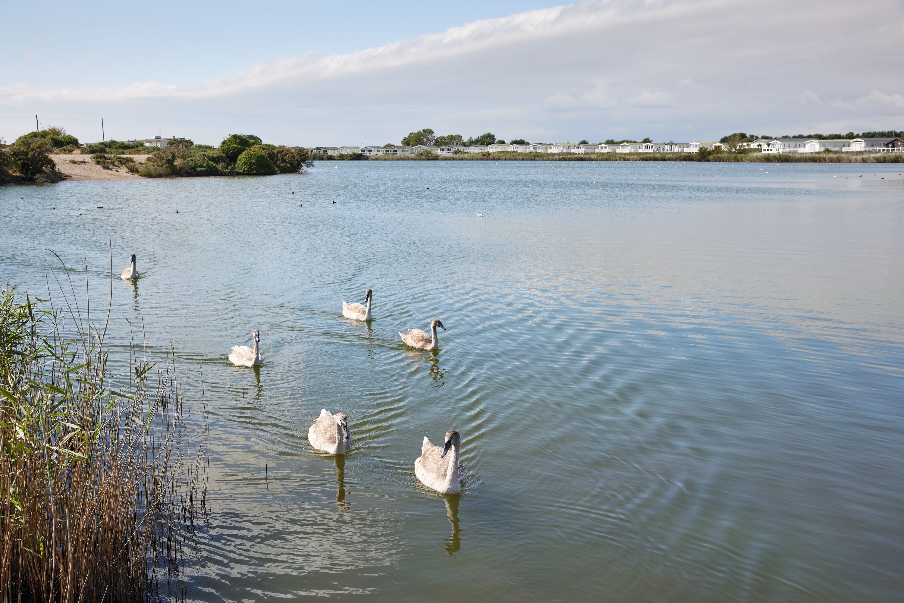 Kids admire the swans on the lagoon by Church Farm.
