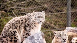 South Lakes Safari Zoo
