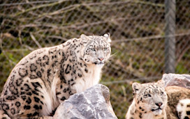 South Lakes Safari Zoo