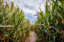 Get lost in a maze of maize.