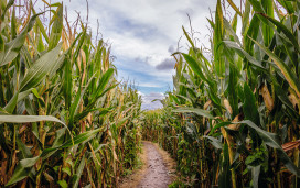 Get lost in a maze of maize.