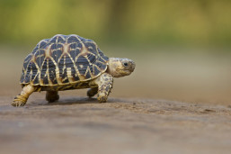 A tortoise at Blackberry Farm, Lewes