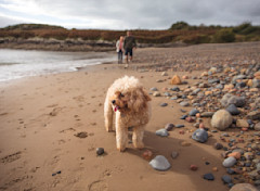 Everyone can enjoy the beach at Hafan y Mor.
