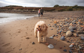 Everyone can enjoy the beach at Hafan y Mor.