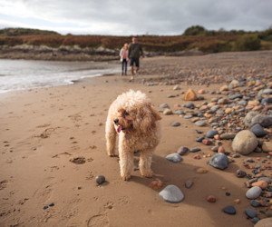Everyone can enjoy the beach at Hafan y Mor.