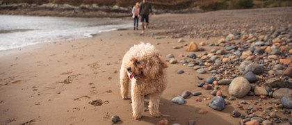Everyone can enjoy the beach at Hafan y Mor.