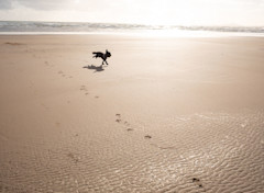 Everyone can enjoy the beach at Hafan y Mor.