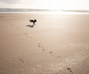 Everyone can enjoy the beach at Hafan y Mor.