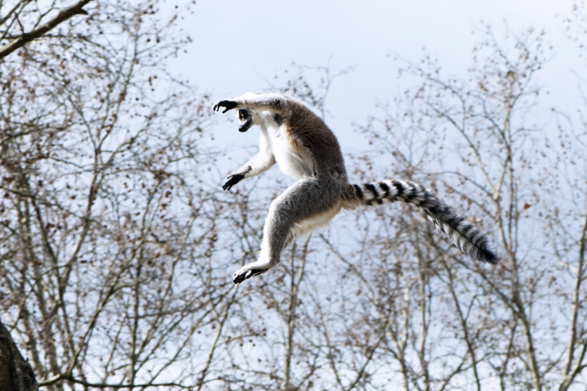 5. Lemur Landings, Poole