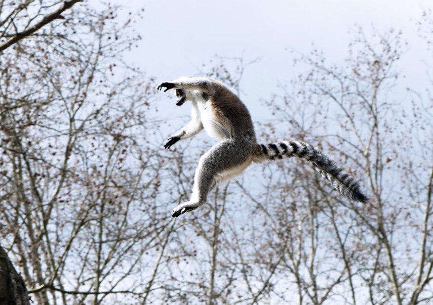 5. Lemur Landings, Poole