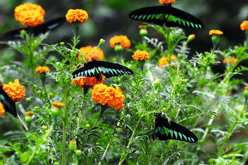 Magic of Life Butterfly House, Rheidol Valley