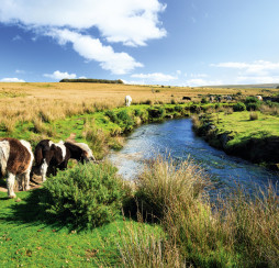 Dartmoor National Park