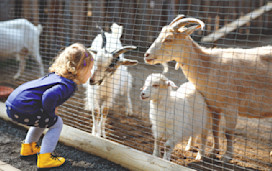 Putlake Adventure Farm, Swanage