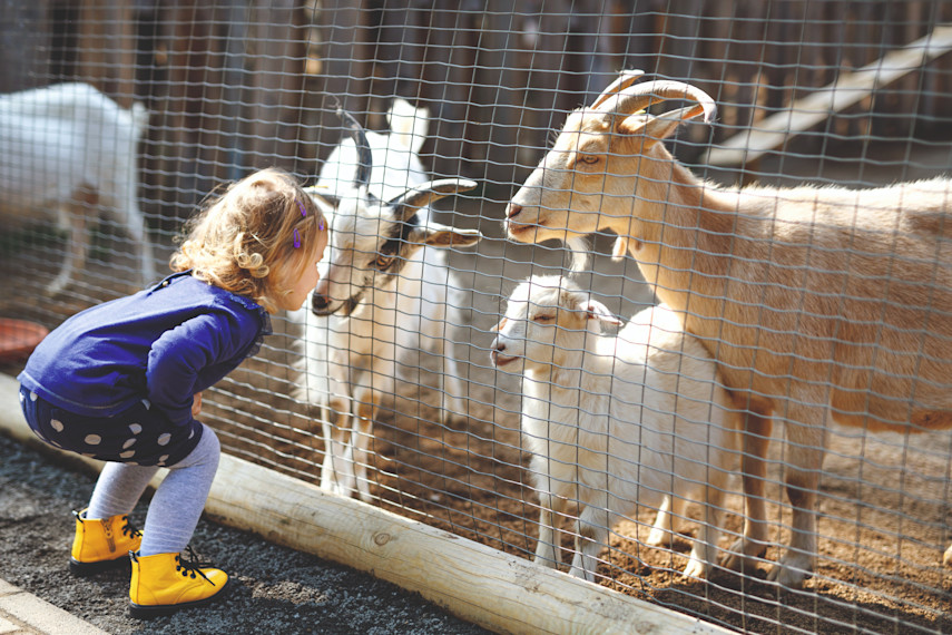 1. Putlake Adventure Farm, Swanage 