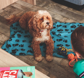 Dog in holiday home let by Haven