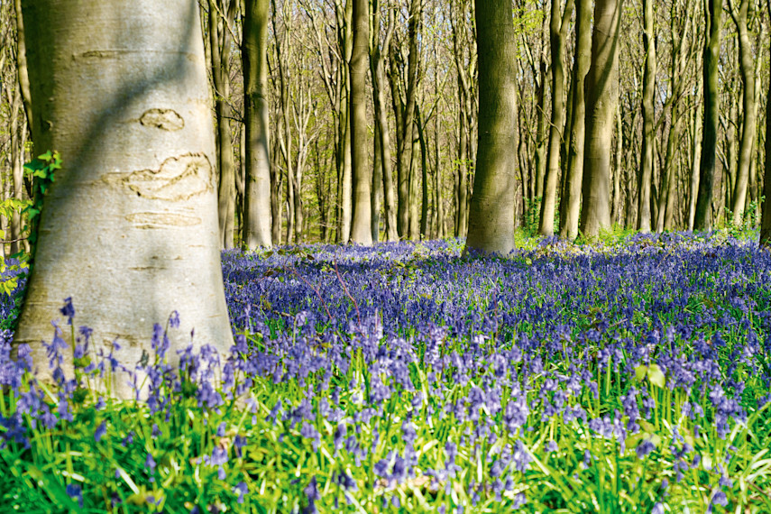 The King's Wood Sculpture Trail Walk, Challock
