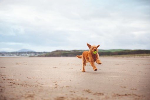 Why Somerset is great for a dog-friendly holiday