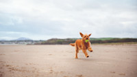 Dog playing