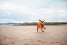 Dog playing at Black Rock Sands