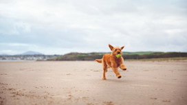Dog playing