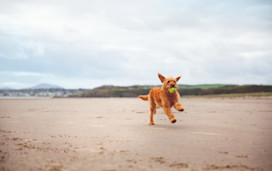 Dog playing at Black Rock Sands