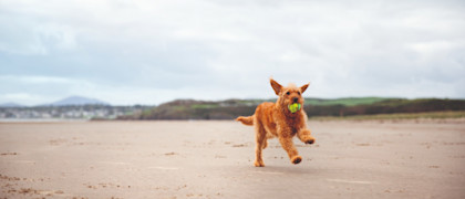 Dog playing at Black Rock Sands