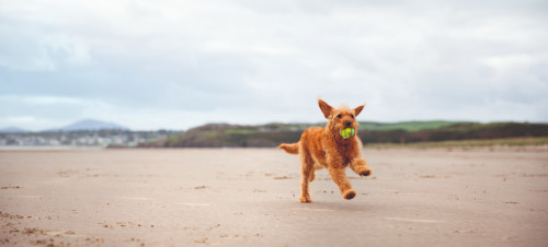 Dog playing