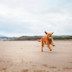 Dog playing at Black Rock Sands