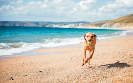 Labrador beach, Cornwall