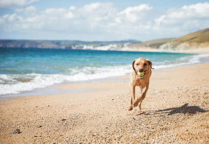 Dog friendly beaches in Cornwall