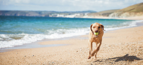 Labrador beach, Cornwall