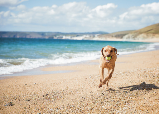 Dog friendly beaches in Cornwall