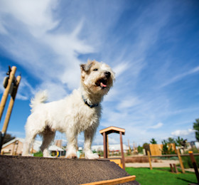 Dog friendly holidays